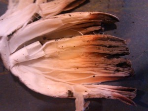 IMG_20120929_204945.jpg