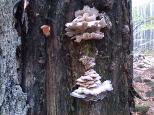 IMG_20121012_160449.jpg