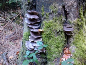 IMG_20121012_161019.jpg