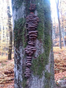 IMG_20121026_110051a.JPG