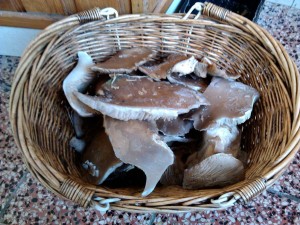 IMG_20130102_120542.jpg