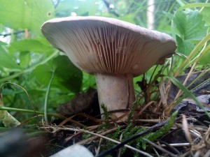 IMG_20160628_194435.jpg