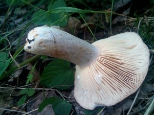IMG_20160628_194729.jpg