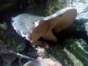 IMG_20160629_175057.jpg