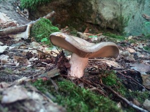 IMG_20160629_175132.jpg