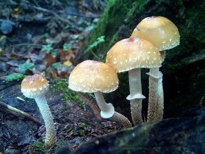 IMG_20161012_115200.jpg