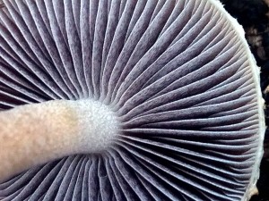 IMG_20161013_114245_detail.jpg