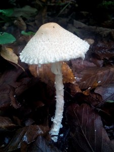 IMG_20161013_123149.jpg