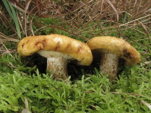 IMG_2127.JPG