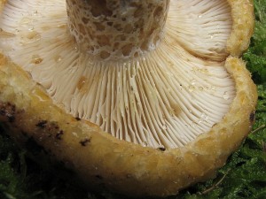 IMG_2135.JPG