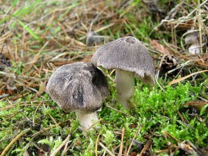 IMG_2311.jpg