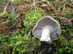 IMG_2319.jpg