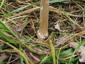 IMG_2325.JPG