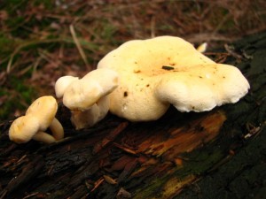 IMG_2343.jpg