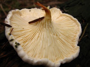 IMG_2346.jpg
