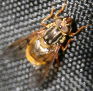 IMG_2363_cut.jpg