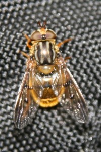 IMG_2365_cut.jpg