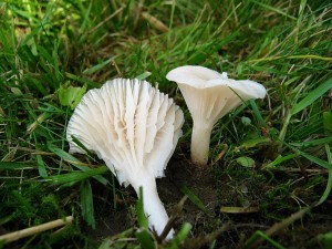 IMG_2371.jpg