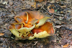 IMG_2385.jpg