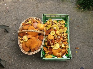 IMG_2386.jpg
