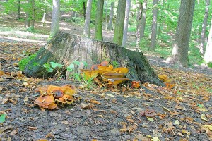 IMG_2391.jpg