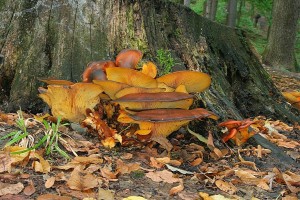 IMG_2396.jpg