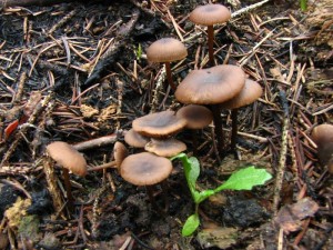 IMG_2445.jpg