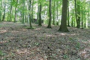 IMG_2458.jpg