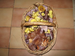 IMG_2491.jpg
