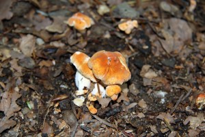 IMG_2514.jpg