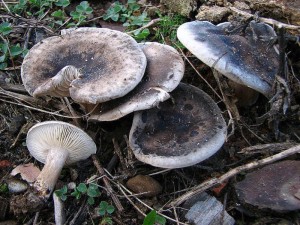 IMG_2566.jpg