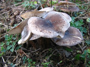 IMG_2575.jpg