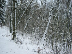 IMG_2575.jpg