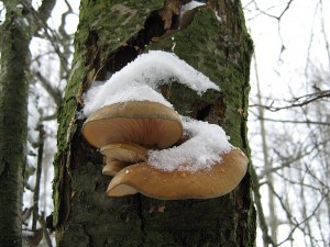 IMG_2593.jpg