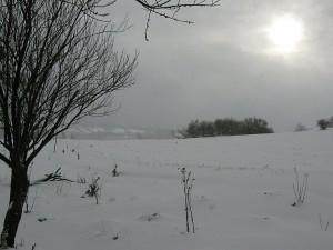 IMG_2599.jpg