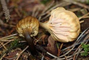IMG_2602.JPG