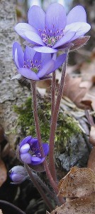 IMG_2602a.jpg