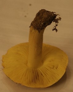IMG_2611.jpg