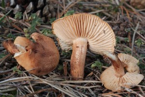 IMG_2735.JPG