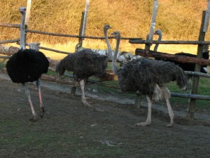 IMG_2928.jpg