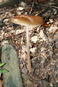 IMG_2977.JPG