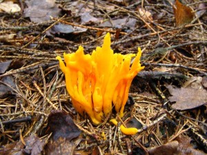IMG_2999.jpg