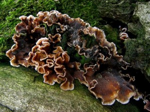 IMG_3221.jpg
