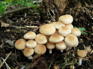IMG_3245.jpg