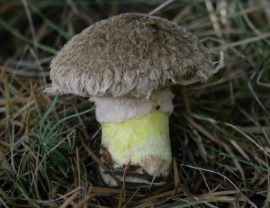 IMG_3387.jpg