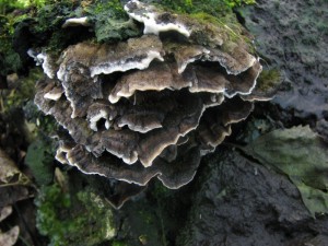 IMG_3455.JPG
