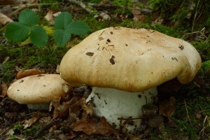 IMG_3460.jpg