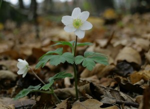IMG_3464.jpg