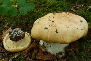 IMG_3470.jpg