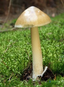 IMG_3515.JPG